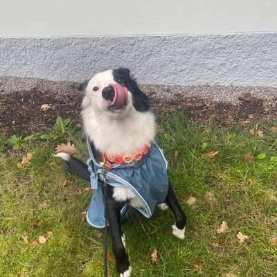 Hundetreffen-Jack sucht Gassi- Spiel- und Trainings Freunde-Bild