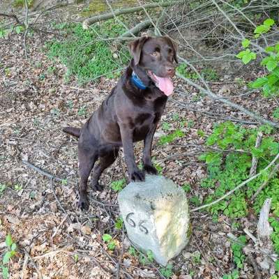 Hundetreffen-Gassi gehen (ca. 9 und 14.30 Uhr)