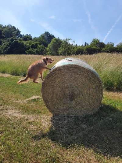 Dogorama Photo Challenge - Hunde in Action-Beitrag-Bild