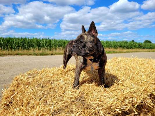 Französische Bulldoggen-Beitrag-Bild
