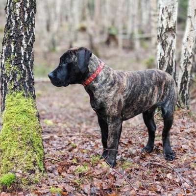 Hundetreffen-Hundetreff Schwarzatal-Bild