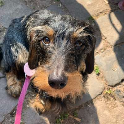 Hundetreffen-Kleinhunde Gassirunde-Bild