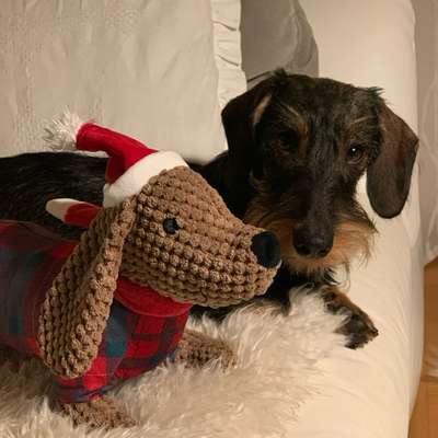 aktuelles Foto Gruppe Dackel