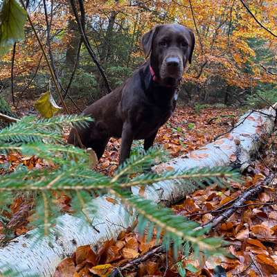 Hundetreffen-Gemeinsames Alltagstraining-Bild