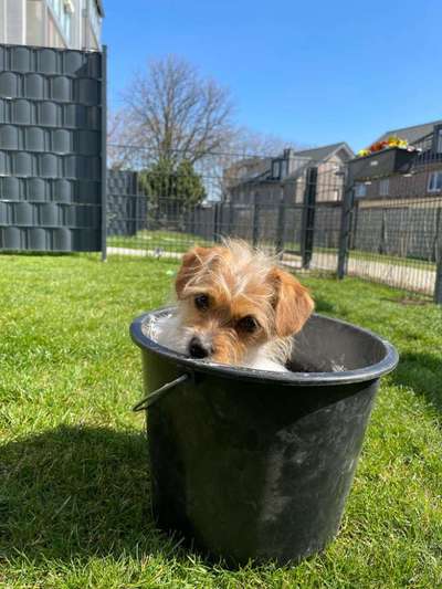 Die Dogorama Kalender Challenge 4/4-Beitrag-Bild