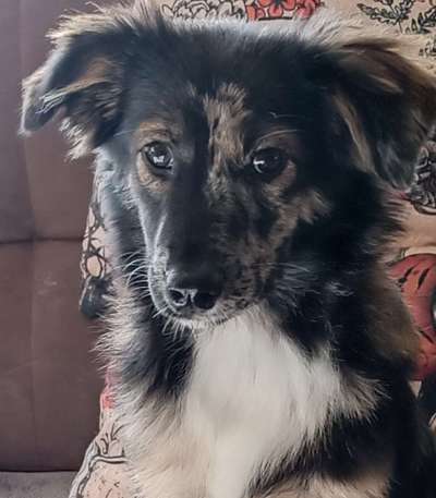 Zeigt mir die tollste Nahaufnahme von eurer Fellnase-Beitrag-Bild