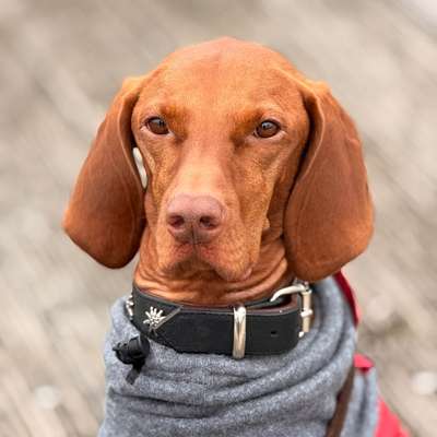 aktuelles Foto Gruppe Biete/suche Hundebetreuung