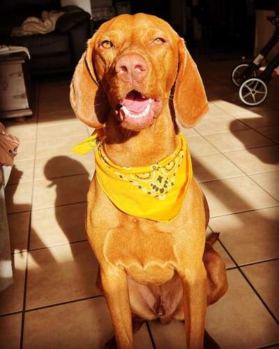 Dogorama Photo Challenge - Be my valentine-Beitrag-Bild