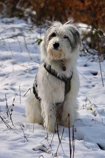 Hundetreffen-Pebbels sucht Freunde-Bild