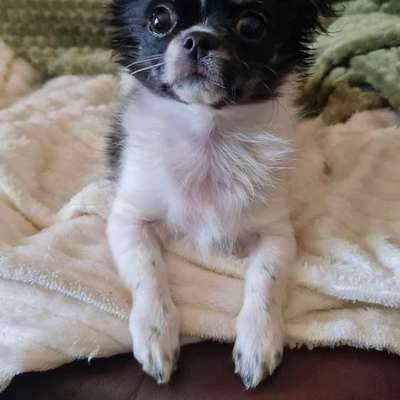 Hundetreffen-Welpentreffen/Spazieren u. Spielen-Bild