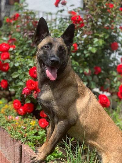 Dogorama Photo Challenge - Der Frühling kommt-Beitrag-Bild