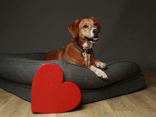 Dogorama Photo Challenge - Der Frühling kommt-Beitrag-Bild