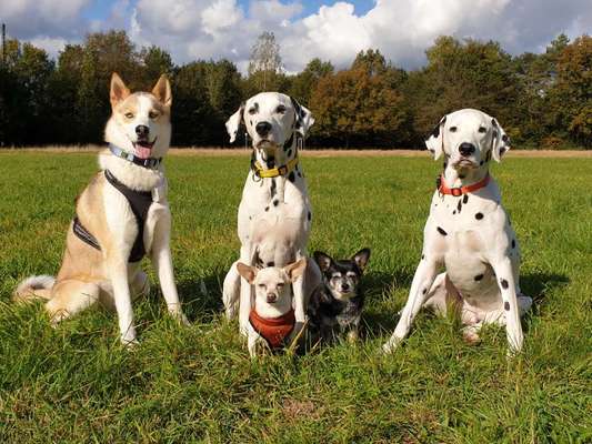 Mehrere Hunde zuhause !-Beitrag-Bild