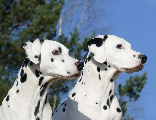 Dein Hund im Dogorama-Kalender 2021-Beitrag-Bild