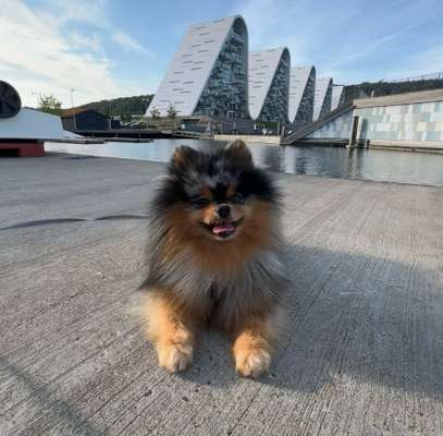 Hundetreffen-Zwergspitz oder ähnlich kleine Hunde für gemeinsame Gassirunden oder zum Rumtoben gesucht-Bild