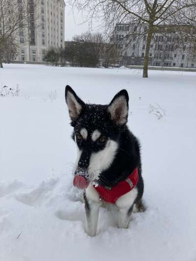 CHALLENGE NR. 19 - Der Hundeblick-Beitrag-Bild