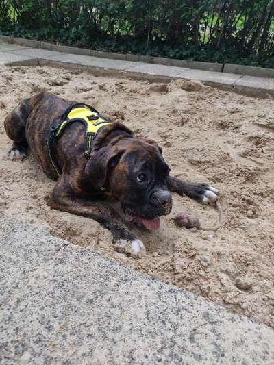 Rassen und ihre Eigenschaften-Beitrag-Bild