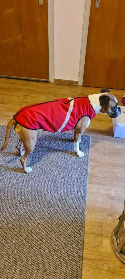 Hundekleidung - Top oder Flop-Beitrag-Bild