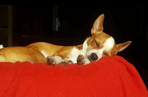 FOTO-Challenge  NR. 91: Die pure Entspannung-Beitrag-Bild