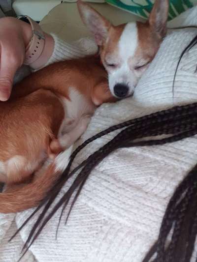 Darf der Hund bei Euch im Bett schlafen?-Beitrag-Bild