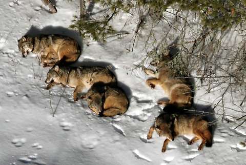 Darf der Hund bei Euch im Bett schlafen?-Beitrag-Bild