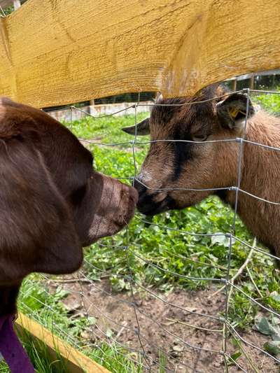 Fotochallenge Nr. 51 "Euer Hund mit anderen Tieren"-Beitrag-Bild