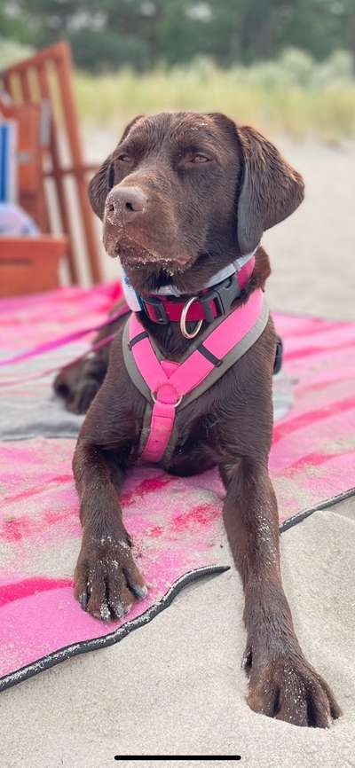 Tipps, Tricks, Klatsch und Tratsch über den Labrador-Beitrag-Bild