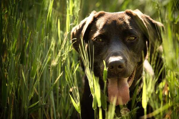 Die Dogorama Kalender Challenge Titelbild-Beitrag-Bild