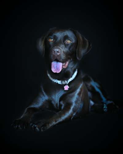 Labradorfans-Beitrag-Bild