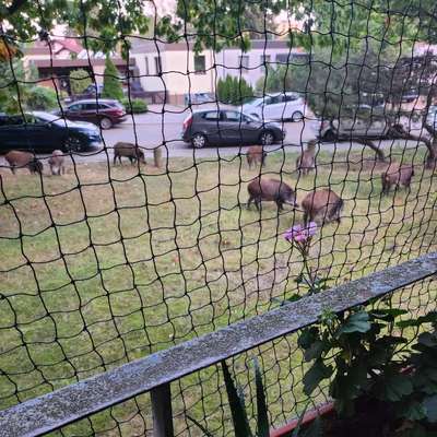 Giftköder-Wildschweinrotte mit Frischlingen-Bild