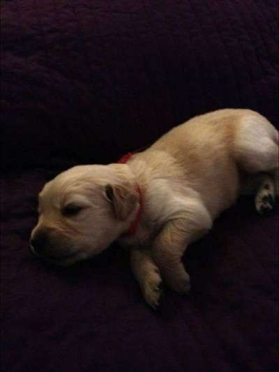 Welpen Bilder !-Beitrag-Bild