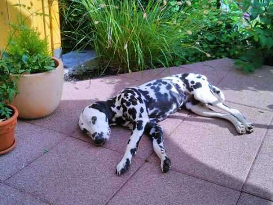 Hundetreffen-Gemeinsame Spaziergänge-Bild