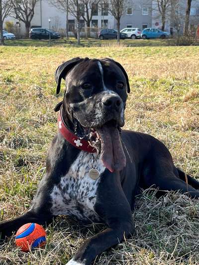 Hundetreffen-Boxer München-Bild