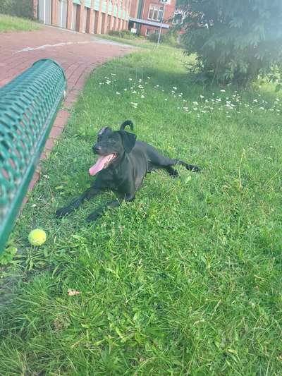 Wo sind die Golden Retriever Liebhaber?-Beitrag-Bild