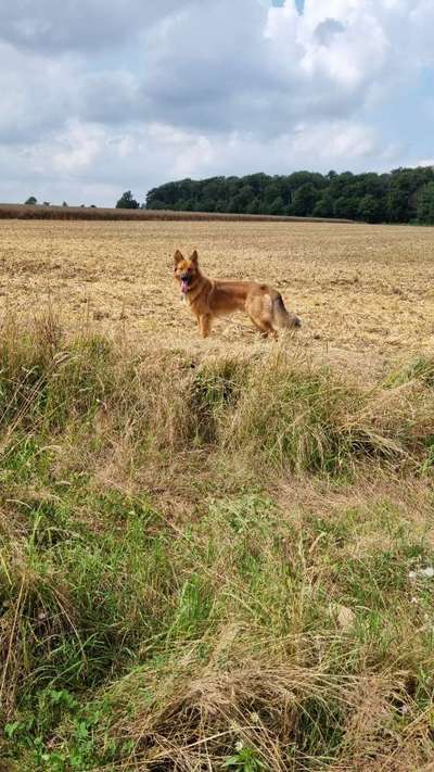 Harzer Fuchs-Beitrag-Bild