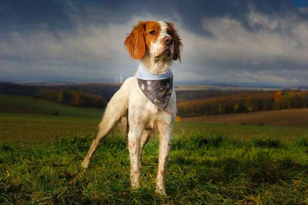 Mischlingshunde Foto Aufruf-Beitrag-Bild