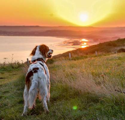Sonnenaufgang mit Hund-Beitrag-Bild