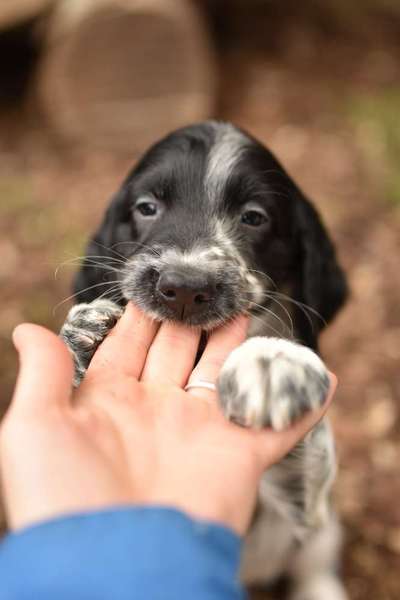 Welpen Bilder !-Beitrag-Bild