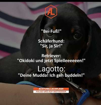 Lagotto Romagnolo Besitzer-Beitrag-Bild