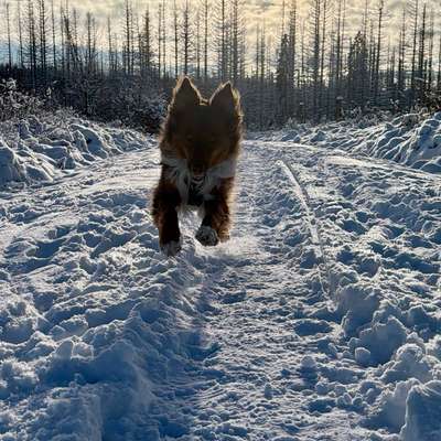Hundetreffen-Regelmäßige Gassirunden-Bild