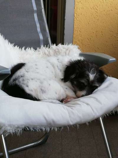 euer ältester Hund ?-Beitrag-Bild