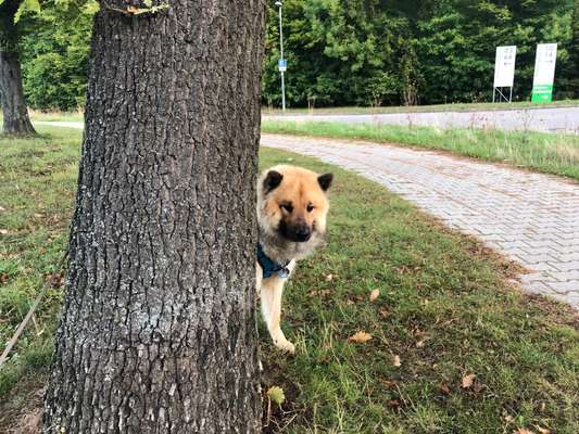 Hundetreffen-Hundetreffen im Büsnauer Wiesental-Bild