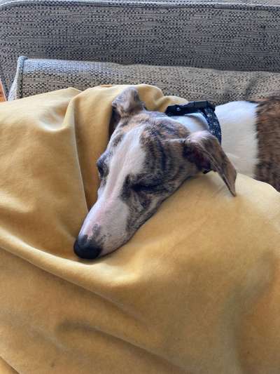 Windhunde - Treffen der besonderen Schönheiten
HERZLICH WILLKOMMEN-Beitrag-Bild