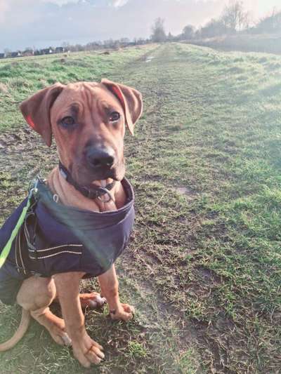 Rhodesian Ridgeback-Beitrag-Bild