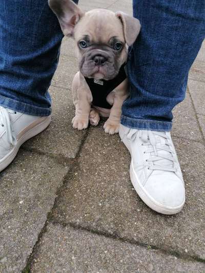 Welpen Bilder !-Beitrag-Bild