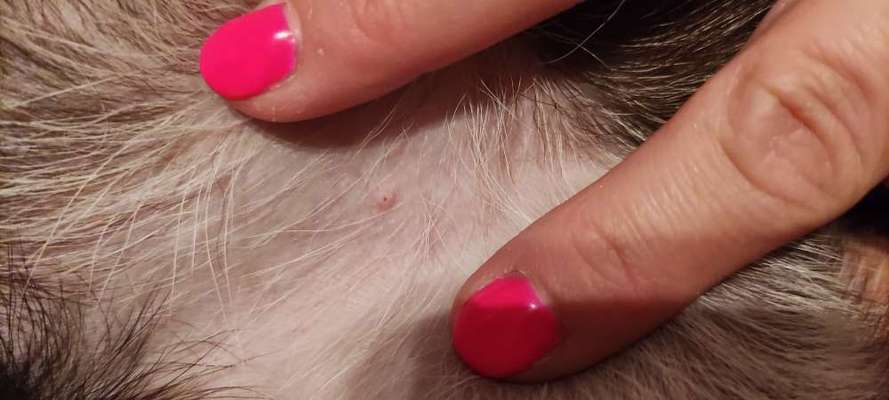 Pickel mit schwarzen Punkt - Welpenakne?-Beitrag-Bild