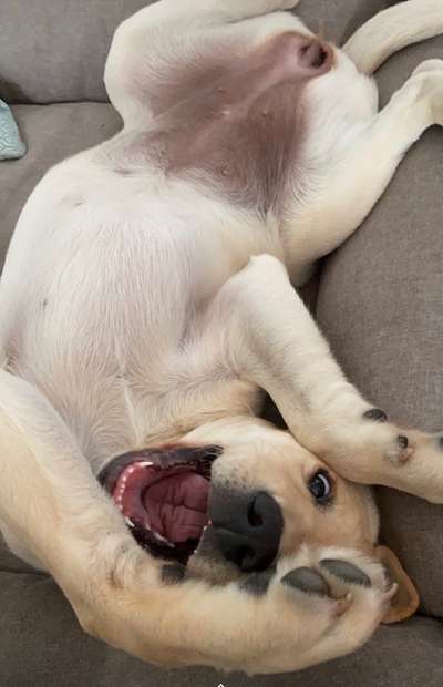 Die Dogorama Kalender Challenge Titelbild-Beitrag-Bild