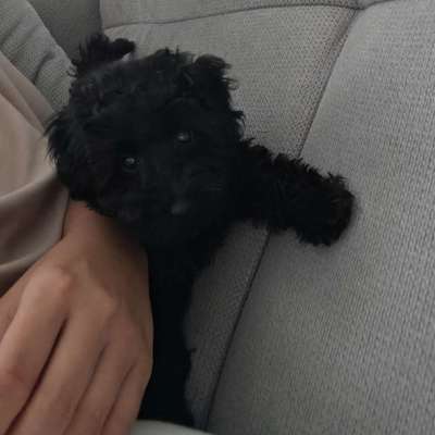 Hundetreffen-Toypudel/Zwergpudel/Kleinpudel Welpentreffen-Bild