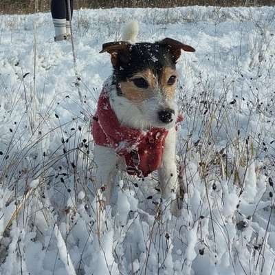 Hundetreffen-Gassirunde-Bild