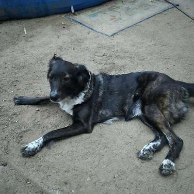 Hundetreffen-Gassirunde-Profilbild